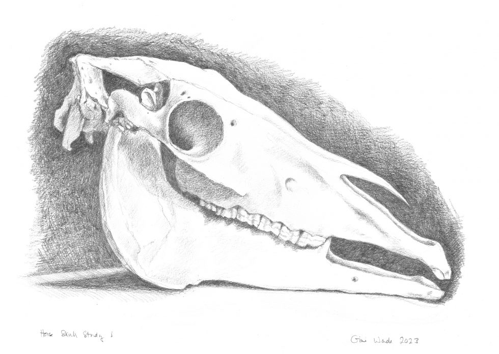 Horse Skull