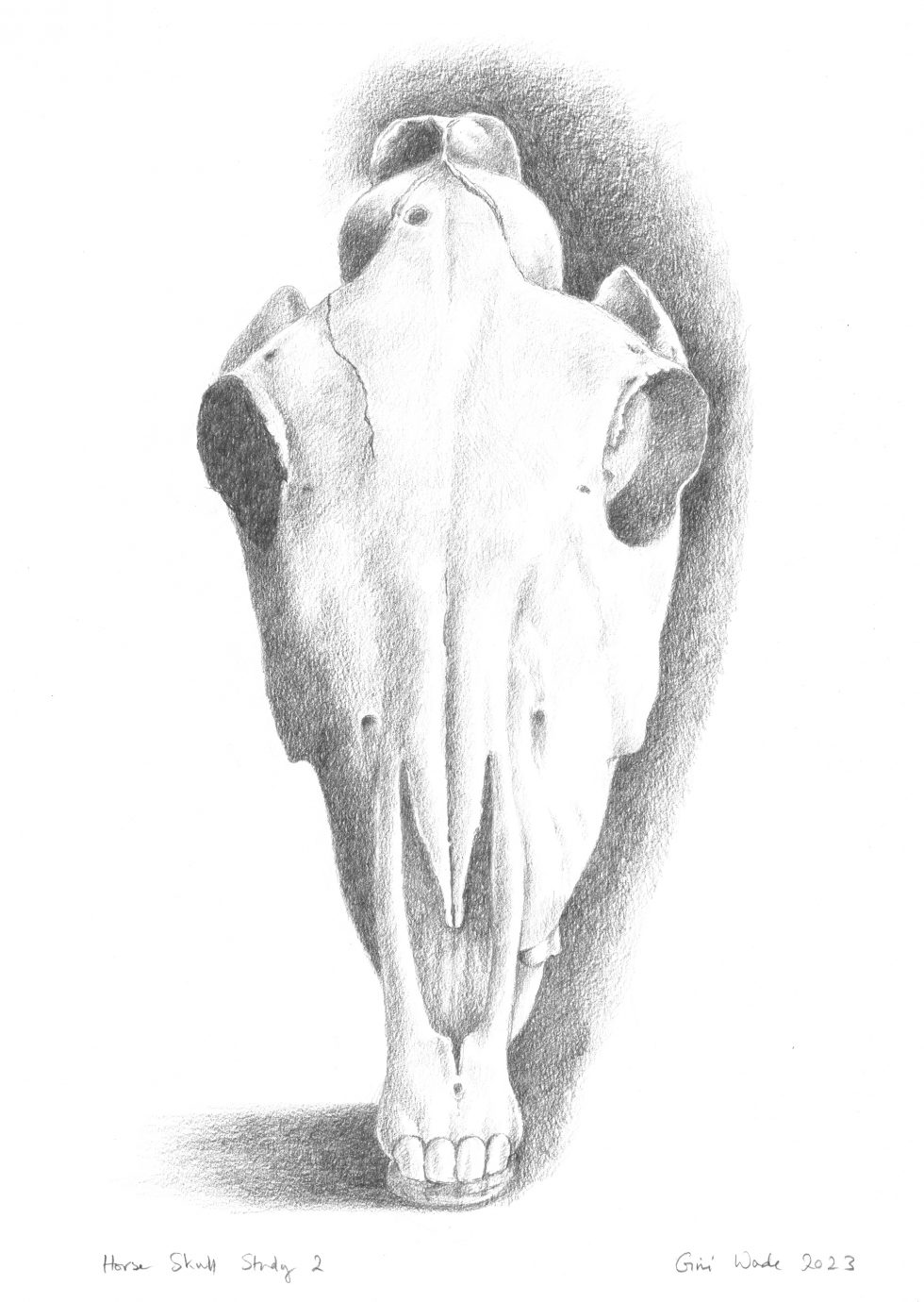 Horse Skull 2